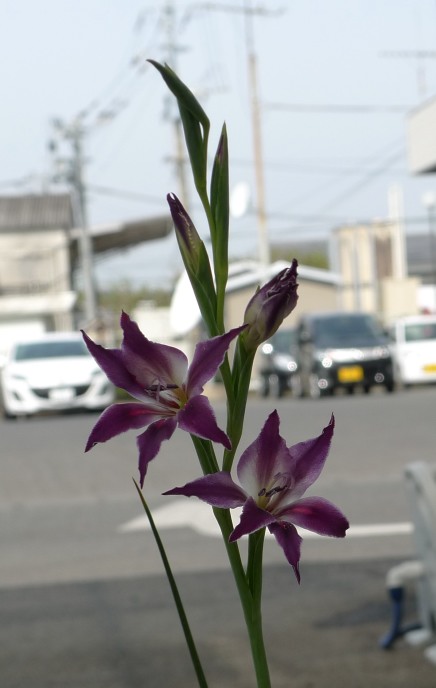 春咲きグラジオラス レジーナの種 10粒