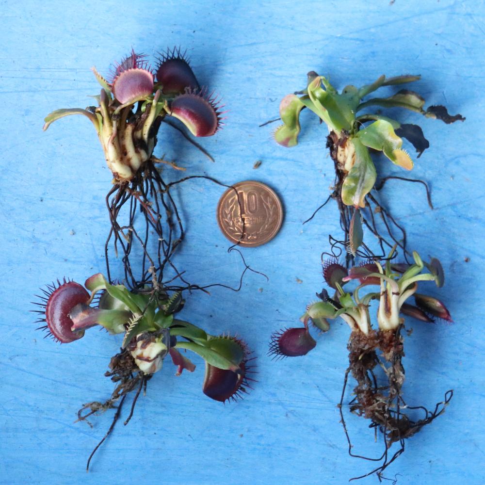 nGg\E@JAG@1@Dionaea muscipula