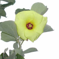 hamabou7050112..jpg (72217 oCg)