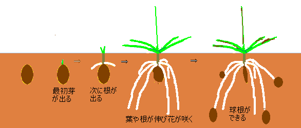 鷺草の栽培